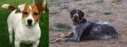 Irish Jack Russell vs Deutsch Drahthaar - Breed Comparison