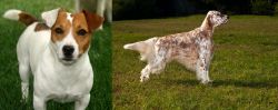 Irish Jack Russell vs English Setter - Breed Comparison