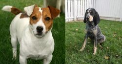 Irish Jack Russell vs Grand Bleu de Gascogne - Breed Comparison