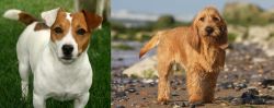 Irish Jack Russell vs Griffon Fauve de Bretagne - Breed Comparison
