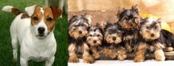 Irish Jack Russell vs Yorkshire Terrier - Breed Comparison