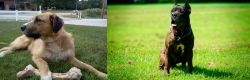 Irish Mastiff Hound vs Bandog - Breed Comparison