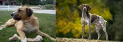 Irish Mastiff Hound vs Braque Francais (Gascogne Type) - Breed Comparison