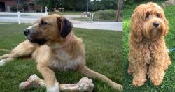 Irish Mastiff Hound vs Cockapoo - Breed Comparison