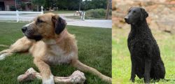 Irish Mastiff Hound vs Curly Coated Retriever - Breed Comparison