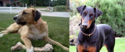 Irish Mastiff Hound vs Doberman Pinscher - Breed Comparison