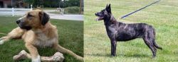 Irish Mastiff Hound vs Dutch Shepherd - Breed Comparison