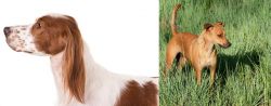 Irish Red and White Setter vs Africanis - Breed Comparison