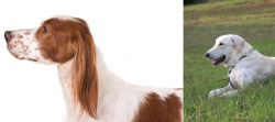 Irish Red and White Setter vs Akbash Dog - Breed Comparison