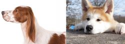 Irish Red and White Setter vs Akita - Breed Comparison