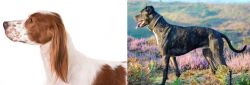Irish Red and White Setter vs Alaunt - Breed Comparison