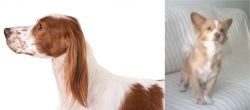 Irish Red and White Setter vs Alopekis - Breed Comparison