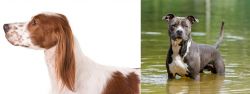 Irish Red and White Setter vs American Staffordshire Terrier - Breed Comparison