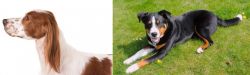 Irish Red and White Setter vs Appenzell Mountain Dog - Breed Comparison