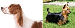Irish Red and White Setter vs Australian Silky Terrier - Breed Comparison