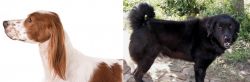 Irish Red and White Setter vs Bakharwal Dog - Breed Comparison