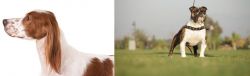 Irish Red and White Setter vs Bantam Bulldog - Breed Comparison