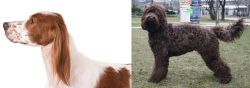 Irish Red and White Setter vs Barbet - Breed Comparison