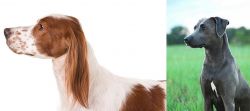 Irish Red and White Setter vs Blue Lacy - Breed Comparison