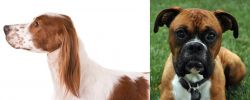 Irish Red and White Setter vs Boxer - Breed Comparison