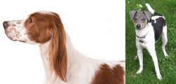 Irish Red and White Setter vs Brazilian Terrier - Breed Comparison