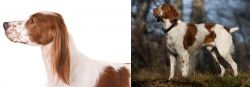 Irish Red and White Setter vs Brittany - Breed Comparison