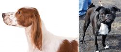 Irish Red and White Setter vs Bugg - Breed Comparison
