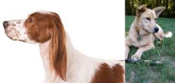 Irish Red and White Setter vs Carolina Dog - Breed Comparison