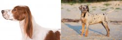 Irish Red and White Setter vs Catahoula Cur - Breed Comparison