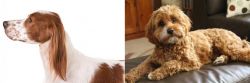 Irish Red and White Setter vs Cavapoo - Breed Comparison
