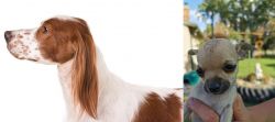 Irish Red and White Setter vs Chihuahua - Breed Comparison