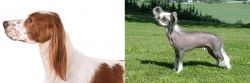 Irish Red and White Setter vs Chinese Crested Dog - Breed Comparison