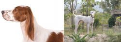 Irish Red and White Setter vs Chippiparai - Breed Comparison