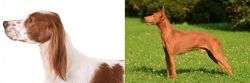 Irish Red and White Setter vs Cirneco dell'Etna - Breed Comparison