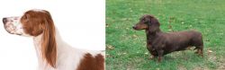 Irish Red and White Setter vs Dachshund - Breed Comparison
