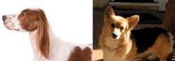 Irish Red and White Setter vs Dorgi - Breed Comparison