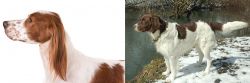 Irish Red and White Setter vs Drentse Patrijshond - Breed Comparison