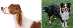 Irish Red and White Setter vs English Shepherd - Breed Comparison