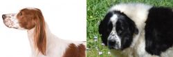 Irish Red and White Setter vs Greek Sheepdog - Breed Comparison