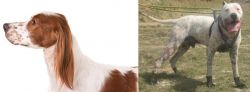 Irish Red and White Setter vs Gull Dong - Breed Comparison