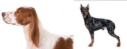 Irish Red and White Setter vs Harlequin Pinscher - Breed Comparison