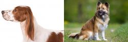 Irish Red and White Setter vs Icelandic Sheepdog - Breed Comparison