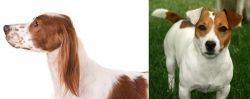 Irish Red and White Setter vs Irish Jack Russell - Breed Comparison