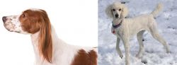 Irish Red and White Setter vs Poodle - Breed Comparison