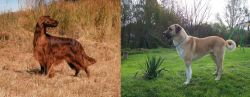 Irish Setter vs Anatolian Shepherd - Breed Comparison