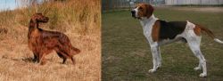 Irish Setter vs Anglo-Francais de Petite Venerie - Breed Comparison