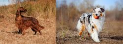 Irish Setter vs Australian Shepherd - Breed Comparison