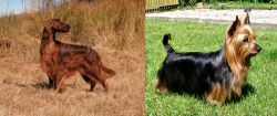 Irish Setter vs Australian Silky Terrier - Breed Comparison