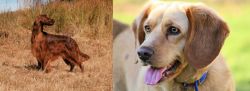 Irish Setter vs Beago - Breed Comparison