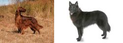 Irish Setter vs Belgian Shepherd - Breed Comparison